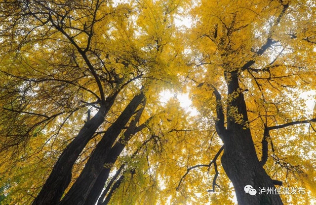 限時觀賞！瀘州這8個地方銀杏金黃，速來打卡！(圖2)