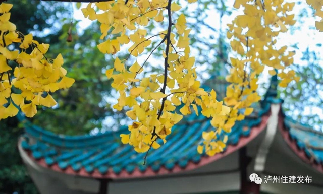 限時觀賞！瀘州這8個地方銀杏金黃，速來打卡！(圖1)