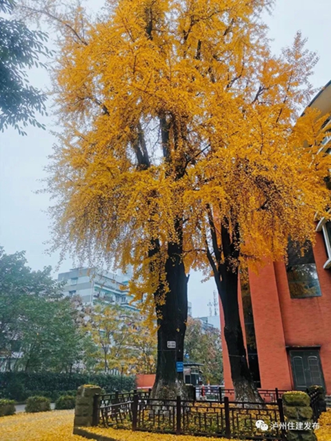 限時觀賞！瀘州這8個地方銀杏金黃，速來打卡！(圖4)