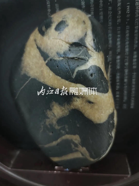 小伙伴們驚呆了！內(nèi)江市民在沱江邊撿到一只“熊貓”(圖3)