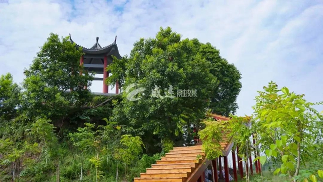住房車，賞百草！新晉內(nèi)江網(wǎng)紅地“藥王谷”來了！(圖8)