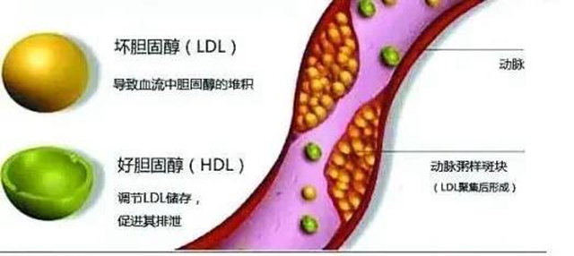 【辟謠】吃雞蛋不吃蛋黃？膽固醇真的如此可怕？(圖6)
