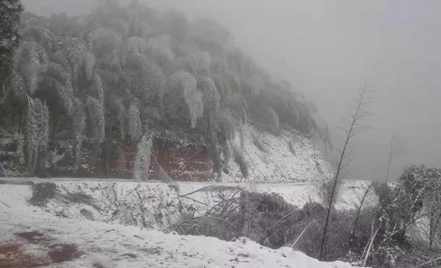 合江福寶護(hù)林員王熙：八百萬步平凡之路，守護(hù)一方青山樂土(圖3)