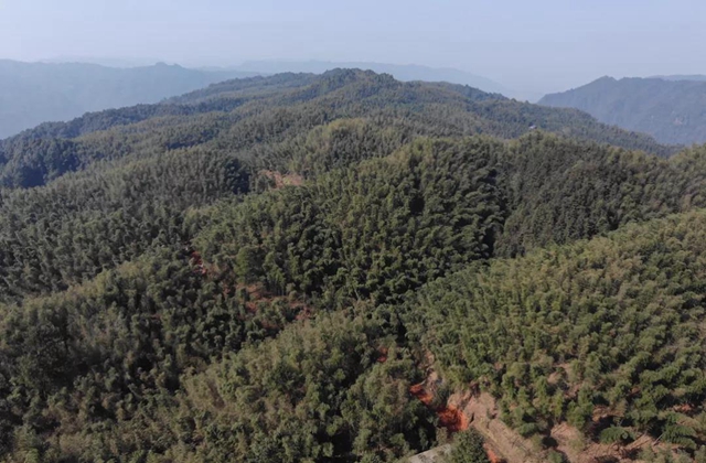 合江福寶護(hù)林員王熙：八百萬步平凡之路，守護(hù)一方青山樂土(圖5)