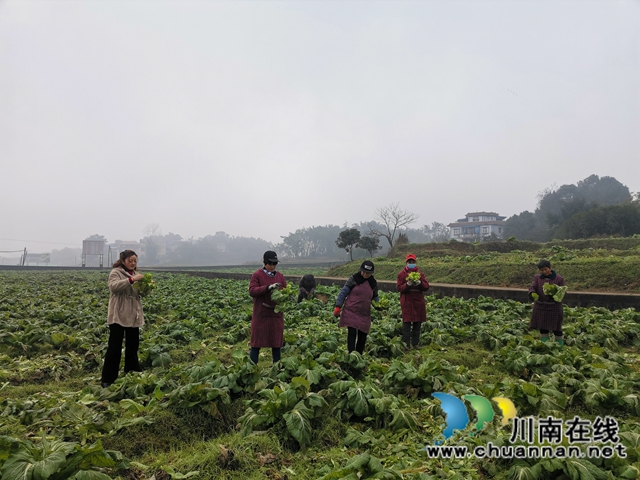 省勞動(dòng)模范薛世蘭：多產(chǎn)融合、稻菜輪作實(shí)現(xiàn)糧增產(chǎn)錢增收