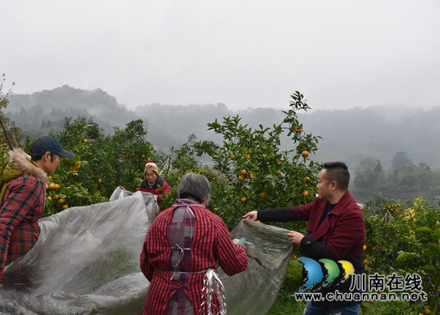 納溪區(qū)鄉(xiāng)賢劉華強(qiáng)：扎根鄉(xiāng)村，助農(nóng)發(fā)展(圖2)