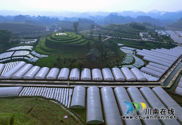 納溪區(qū)鄉(xiāng)賢劉華強(qiáng)：扎根鄉(xiāng)村，助農(nóng)發(fā)展(圖1)