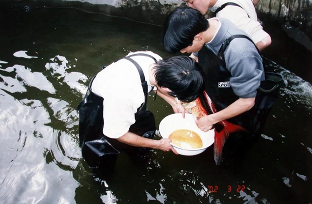 保護長江珍稀特有魚類，宜賓這對父子“癡“情專注28年！(圖4)
