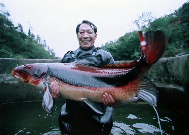 保護長江珍稀特有魚類，宜賓這對父子“癡“情專注28年！(圖5)
