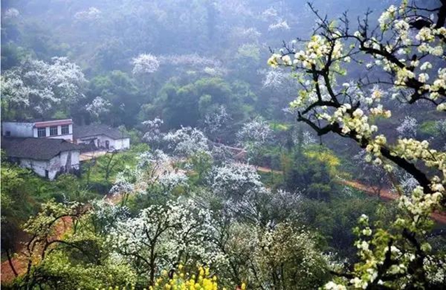 瀘州這些賞花地，可以約會(huì)春天(圖3)