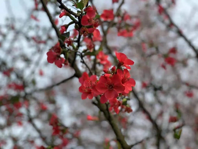 瀘州這些賞花地，可以約會(huì)春天(圖5)