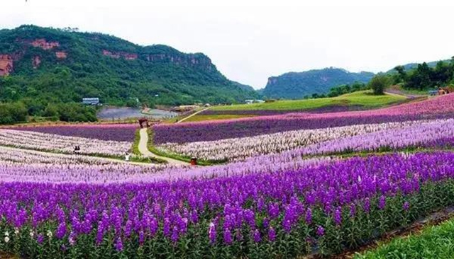瀘州這些賞花地，可以約會(huì)春天(圖6)