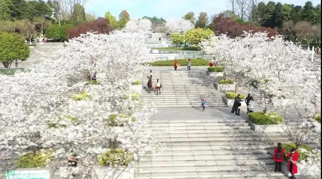 瀘州這些賞花地，可以約會(huì)春天(圖7)