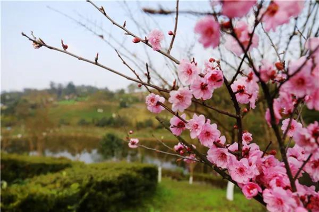 瀘州這些賞花地，可以約會(huì)春天(圖8)
