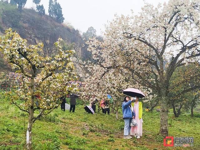 自貢三多古寨花都開了！就等你(圖2)