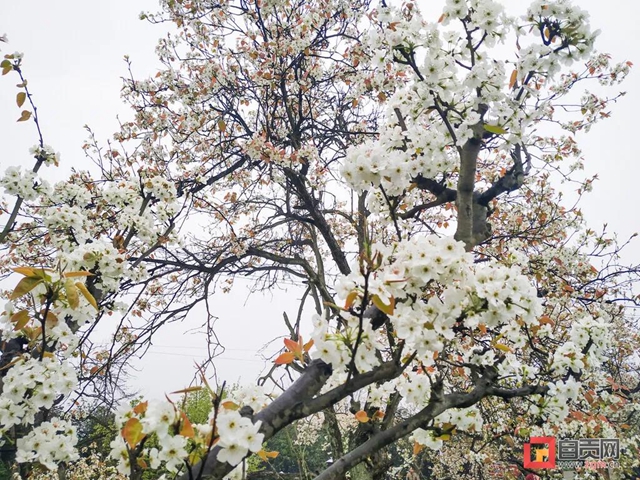 自貢三多古寨花都開了！就等你(圖3)