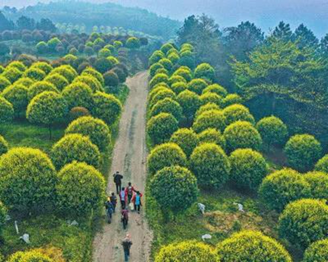 引來人民日?qǐng)?bào)關(guān)注！自貢八旬老人投資千萬開山造林(圖3)