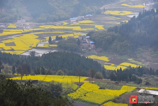 引來人民日?qǐng)?bào)關(guān)注！自貢八旬老人投資千萬開山造林(圖8)