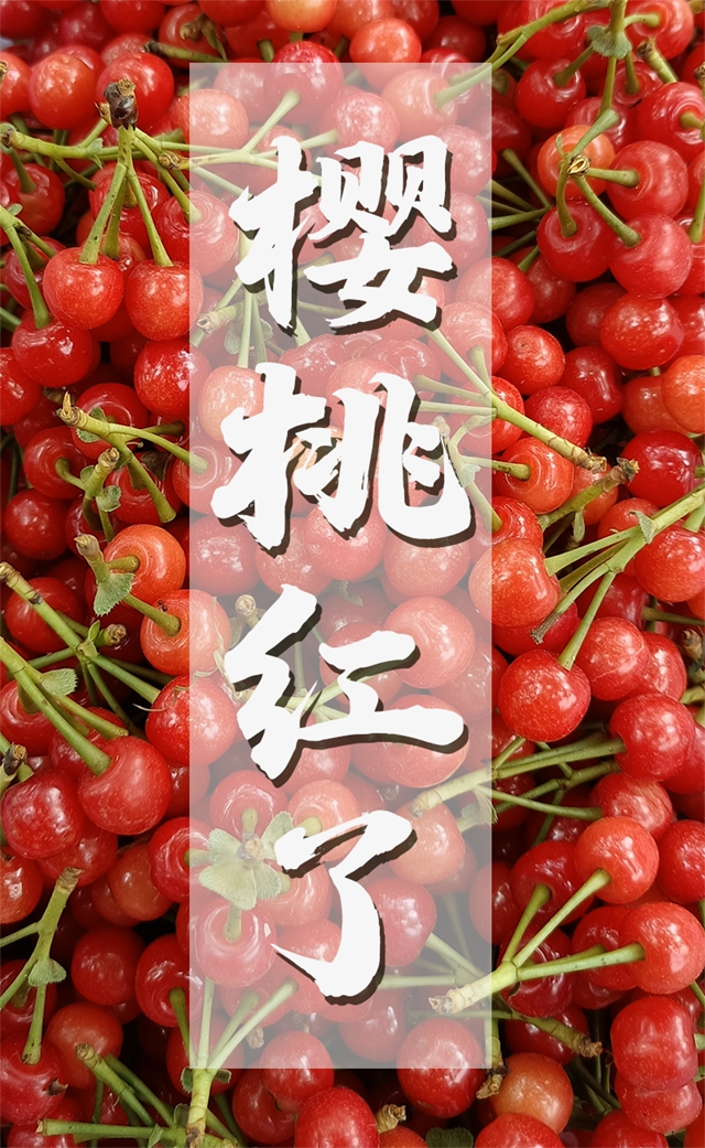 紅了！熟了！宜賓周邊櫻桃采摘攻略來啦！現(xiàn)在去正好！