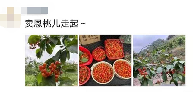 紅了！熟了！宜賓周邊櫻桃采摘攻略來啦！現(xiàn)在去正好！(圖2)