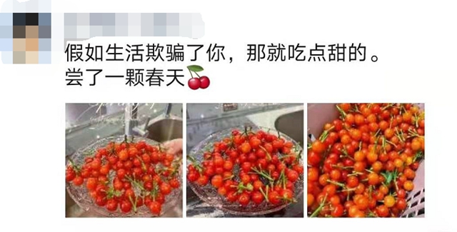 紅了！熟了！宜賓周邊櫻桃采摘攻略來啦！現(xiàn)在去正好！(圖3)