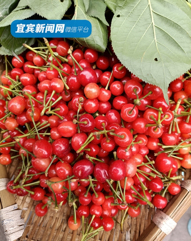 紅了！熟了！宜賓周邊櫻桃采摘攻略來啦！現(xiàn)在去正好！(圖6)