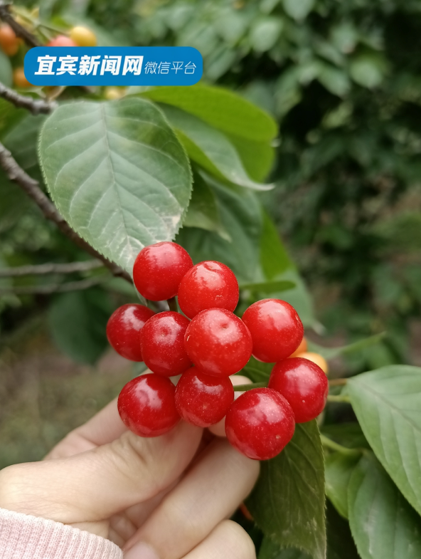 紅了！熟了！宜賓周邊櫻桃采摘攻略來啦！現(xiàn)在去正好！(圖5)