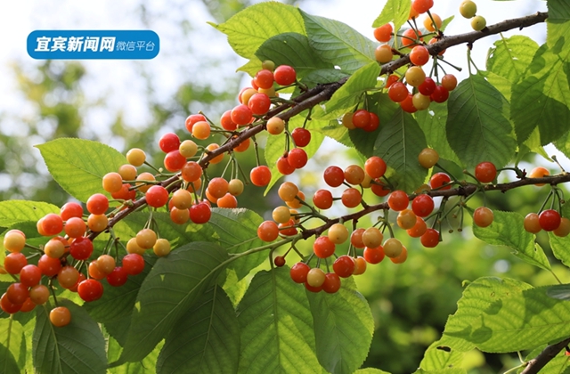 紅了！熟了！宜賓周邊櫻桃采摘攻略來啦！現(xiàn)在去正好！(圖8)