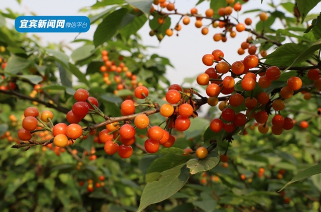 紅了！熟了！宜賓周邊櫻桃采摘攻略來啦！現(xiàn)在去正好！(圖7)