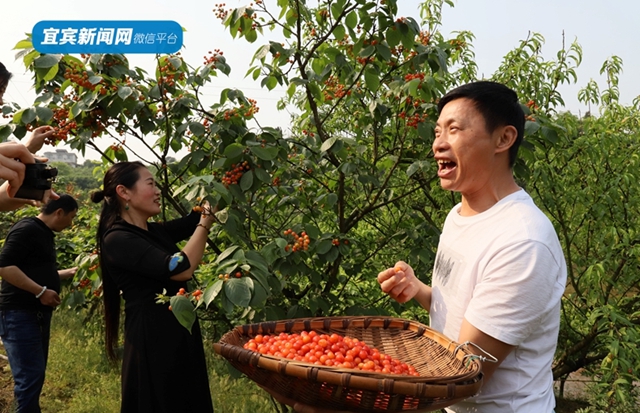 紅了！熟了！宜賓周邊櫻桃采摘攻略來啦！現(xiàn)在去正好！(圖9)