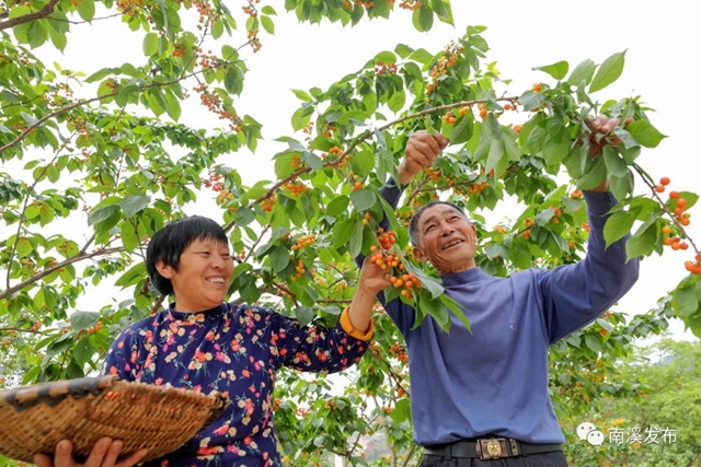 紅了！熟了！宜賓周邊櫻桃采摘攻略來啦！現(xiàn)在去正好！(圖13)