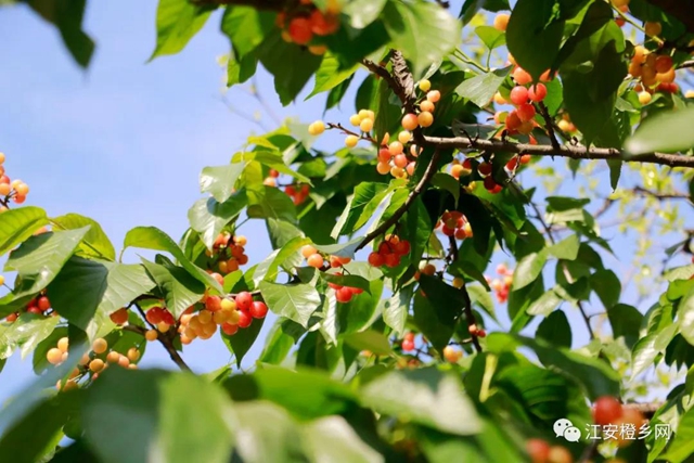 紅了！熟了！宜賓周邊櫻桃采摘攻略來啦！現(xiàn)在去正好！(圖16)