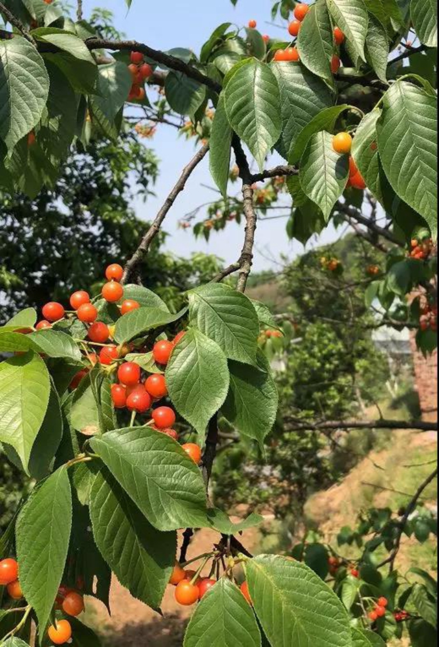 紅了！熟了！宜賓周邊櫻桃采摘攻略來啦！現(xiàn)在去正好！(圖19)
