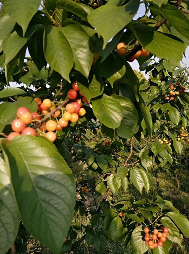 紅了！熟了！宜賓周邊櫻桃采摘攻略來啦！現(xiàn)在去正好！(圖18)