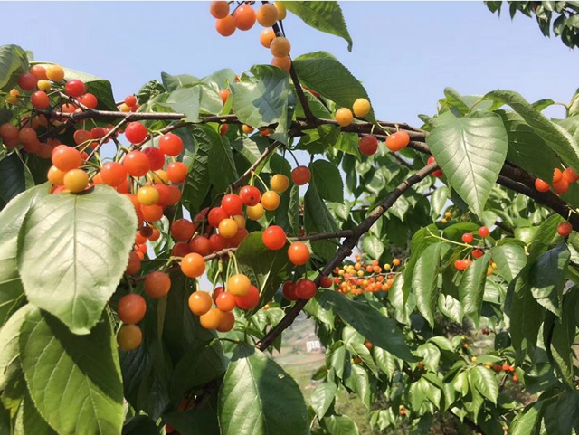 紅了！熟了！宜賓周邊櫻桃采摘攻略來啦！現(xiàn)在去正好！(圖20)