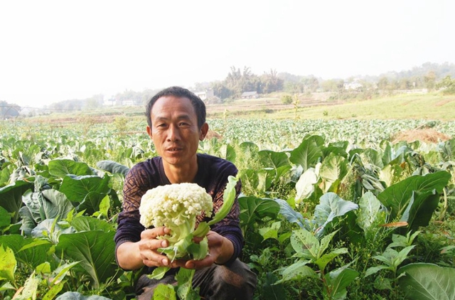 江陽鄉(xiāng)賢古正港：返鄉(xiāng)當(dāng)菜農(nóng)，富民還增收