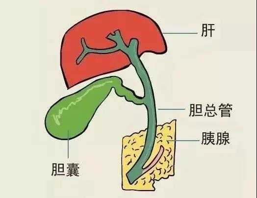 【警惕】小伙聚餐后，腹部突然劇痛！竟是……(圖7)
