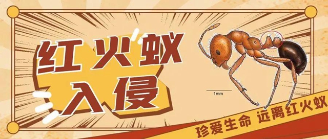 【緊急提醒】紅火蟻已到達(dá)瀘州這5個(gè)地方！有你嗎？
