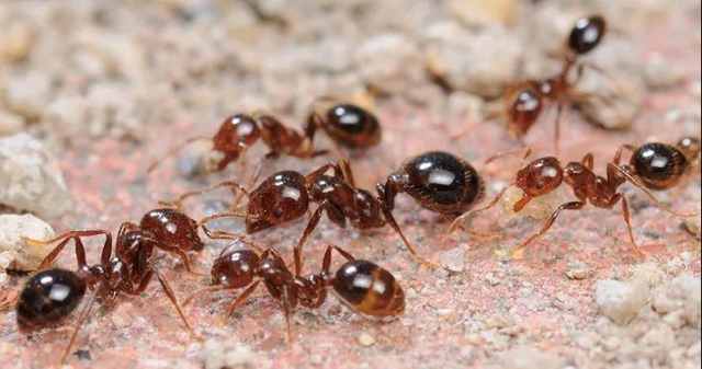 【緊急提醒】紅火蟻已到達(dá)瀘州這5個(gè)地方！有你嗎？(圖5)