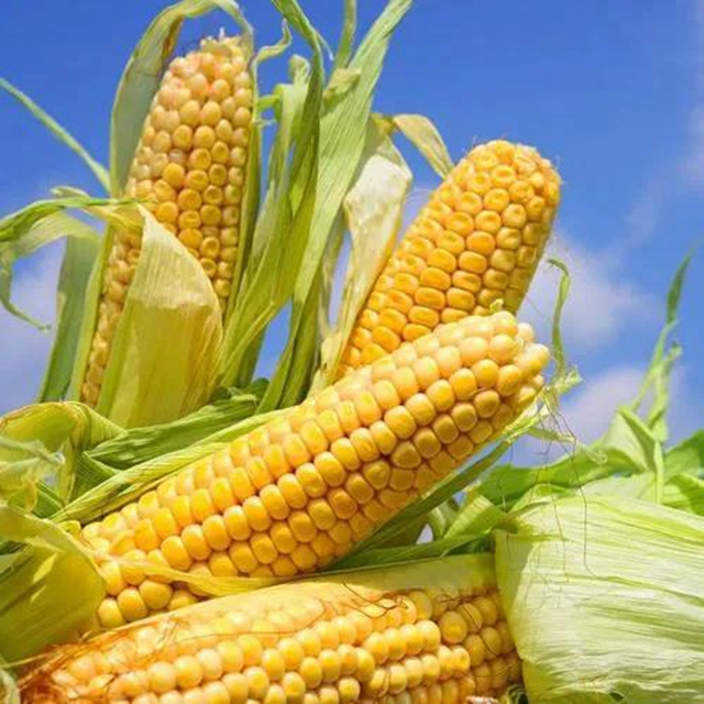 【實用】煮玉米只加水是外行！多放2種料，又甜又糯！