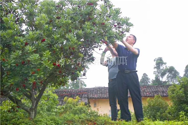 酸酸甜甜就是這個味兒！內(nèi)江楊梅熟了，“搞快”摘！(圖2)