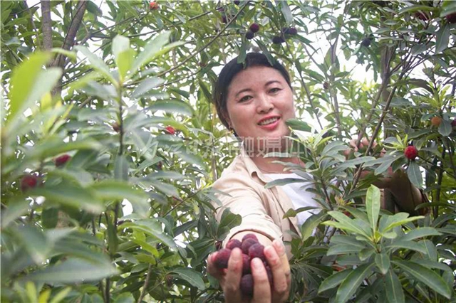 酸酸甜甜就是這個味兒！內(nèi)江楊梅熟了，“搞快”摘！(圖3)