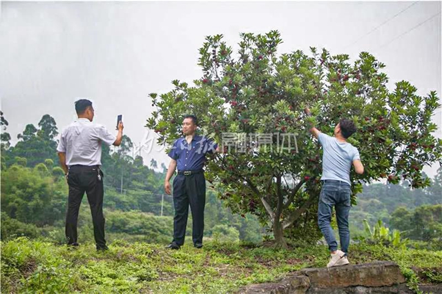 酸酸甜甜就是這個味兒！內(nèi)江楊梅熟了，“搞快”摘！(圖9)