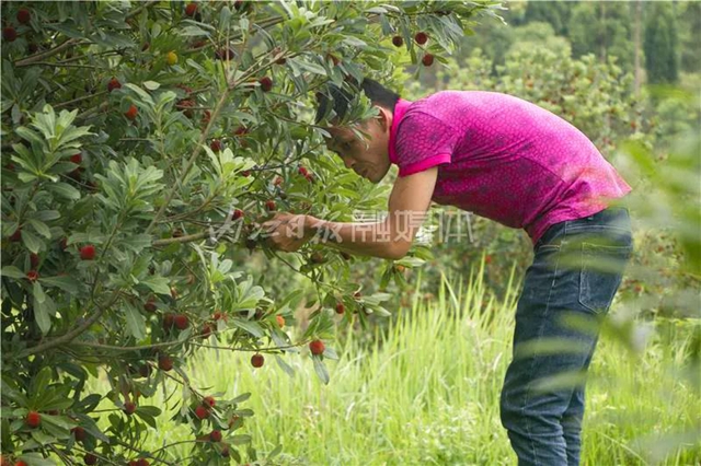 酸酸甜甜就是這個味兒！內(nèi)江楊梅熟了，“搞快”摘！(圖10)
