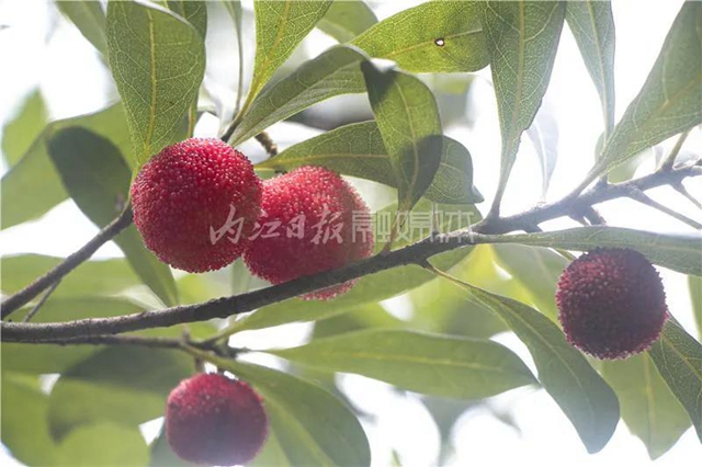 酸酸甜甜就是這個味兒！內(nèi)江楊梅熟了，“搞快”摘！(圖12)