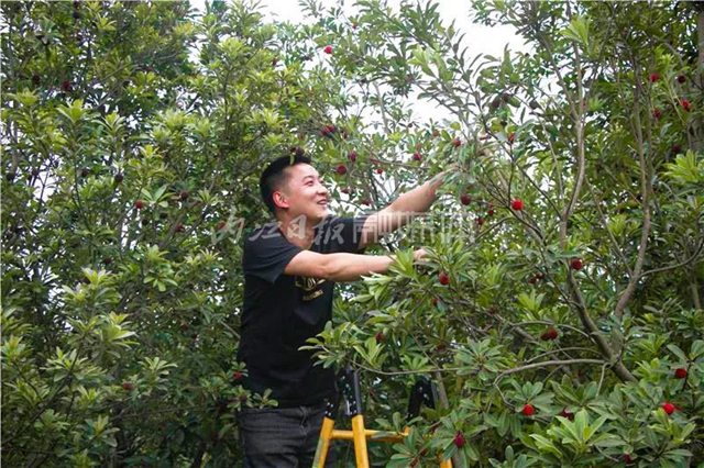 酸酸甜甜就是這個味兒！內(nèi)江楊梅熟了，“搞快”摘！(圖15)