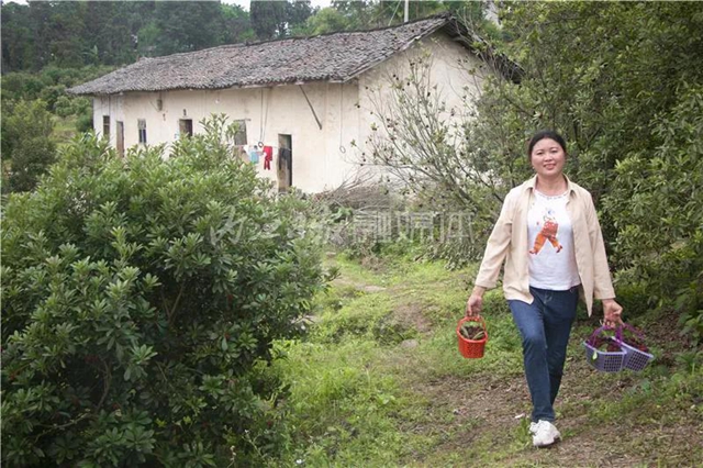 酸酸甜甜就是這個味兒！內(nèi)江楊梅熟了，“搞快”摘！(圖16)