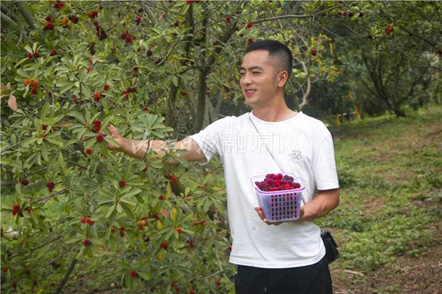 酸酸甜甜就是這個味兒！內(nèi)江楊梅熟了，“搞快”摘！(圖17)
