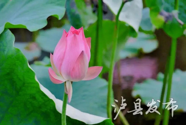 瀘州這些地方的荷花太美了！(圖13)