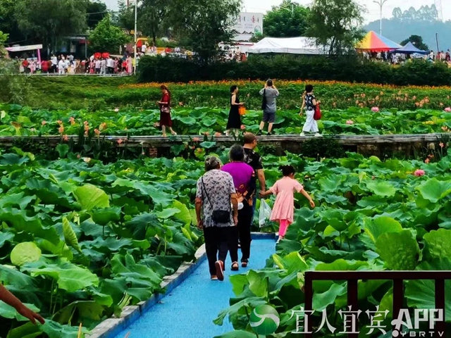 太美了！宜賓永興荷花開(kāi)啦！約起！(圖9)